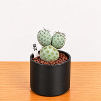 A small cactus plant in a black pot, placed on a wooden surface.