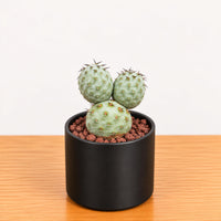 A small cactus plant with three round, spiny green balls sits in a black pot on a wooden surface.