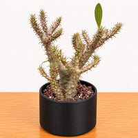 WYSIWYG - Rare Succulents - Pachypodium Makayense 120