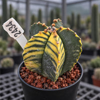 A potted cactus plant with yellow and green striped leaves, placed on a bed of small rocks.