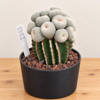 A potted cactus plant with a large, round, white-spined cactus in the center, surrounded by smaller, round, white-spined cacti. The cactus is placed in a black pot with a white label attached to it.