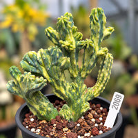 WYSIWYG - Rare Cactus, Myrtillocactus Geometrizans Crested var. Fred variegata 2088