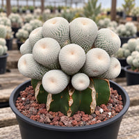 A potted cactus plant with numerous small white spines, arranged in a visually appealing manner.