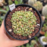 A hand is holding a black pot filled with a variety of small, green plants or seedlings.