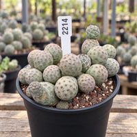 A potted cactus plant with a label displaying the number "2214" is the main focus of the image.