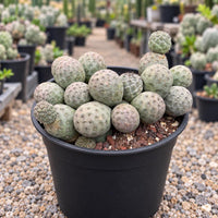 A black pot filled with a variety of cacti and succulents, arranged in a visually appealing manner.