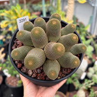 A hand holding a potted cactus plant with a label attached to it.