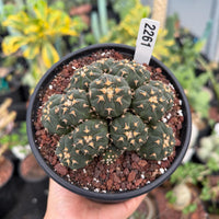 A hand holding a potted cactus plant with a label attached to it.