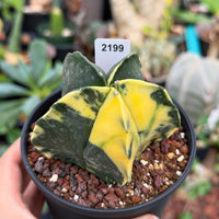 A hand holding a potted cactus plant with a yellow and green color pattern.