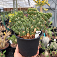 A hand holding a potted cactus plant with a label that reads "2420".