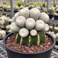 A cactus plant with white, spherical flowers is displayed in a black pot, surrounded by other cacti in the background.