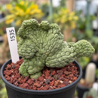 a green plant in a pot with a price tag