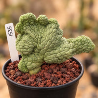 a small green plant in a black pot