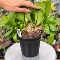 a person is holding a plant in a pot