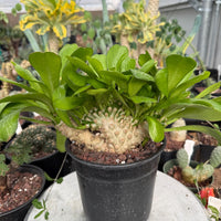 a bunch of plants that are in a pot