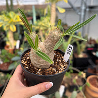A hand holding a potted cactus plant with a label attached.