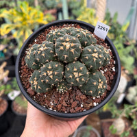 A hand holding a potted cactus plant with a label attached to it.