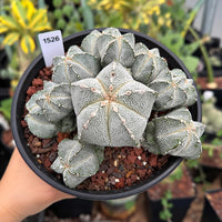 A hand holding a potted cactus plant with a label indicating the plant's identification number.