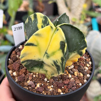 A potted cactus plant with yellow and green striped leaves, placed in a black pot with a label indicating the plant's price.
