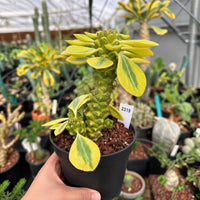 A hand is holding a potted plant with yellow and green leaves, surrounded by various other potted plants in a greenhouse-like setting.