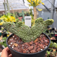 A potted cactus plant with a label displaying the number 2334.