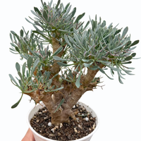 Rare Succulent, Othonna Euphorbioides