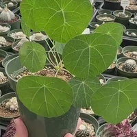 Rare Stephania Erecta Succulent - Budding Bulb 2 inches - Exotic Houseplant