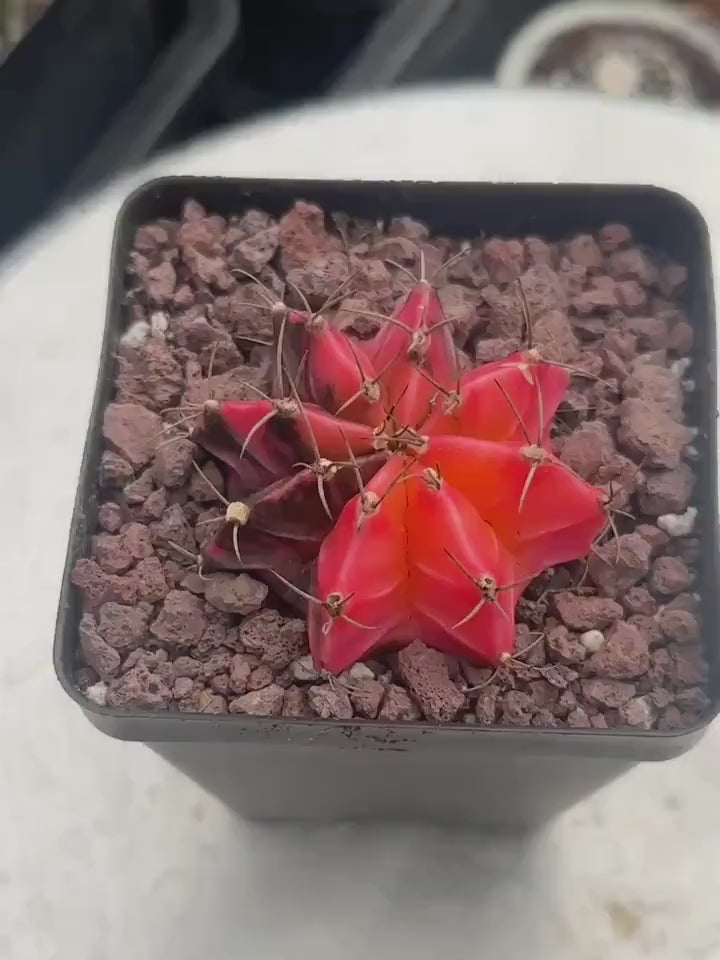 kaktus gymnocalycium Rare Cactus