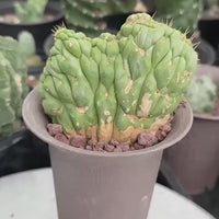 Rare Cactus, Eulychnia Crastanea Crested (1)