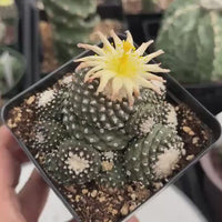 Rare Cactus, Copiapoa Tenuissima Large Cluster