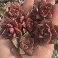 Rare Succulents - Echeveria Purpusorum White Form