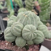 Rare Euphorbia, Euphorbia Obesa Large Cluster (2) On the graft