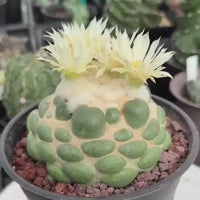 Coryphantha elephantidens cv. Inermis 6” Pot (1)
