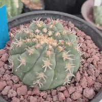 Live Plant - Rare Cactus, Gymnocalycium Spegzzinii var. Unguispinum (6)