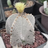 Rare Cactus, Astrophytum Onzuka (4”), Live Plant, WYSIWYG (3)