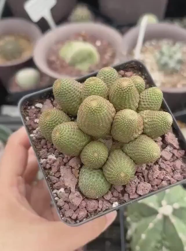 Rare Cactus - Echinopsis Famatimensis small cluster 1am Succulents