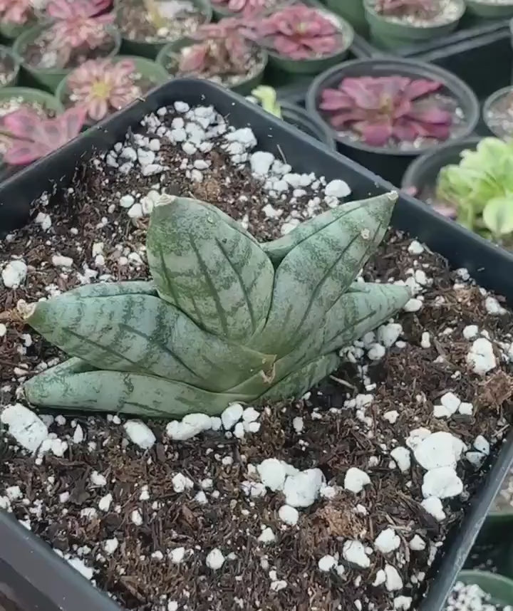 サンスベリア Sansevieria Mini Boncel white v A サンスベリア Sansevieria Mini Boncel white v A サンスベリア