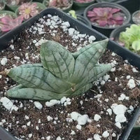 Rare Succulents - Sansevieria Mini Boncel (3.5”)