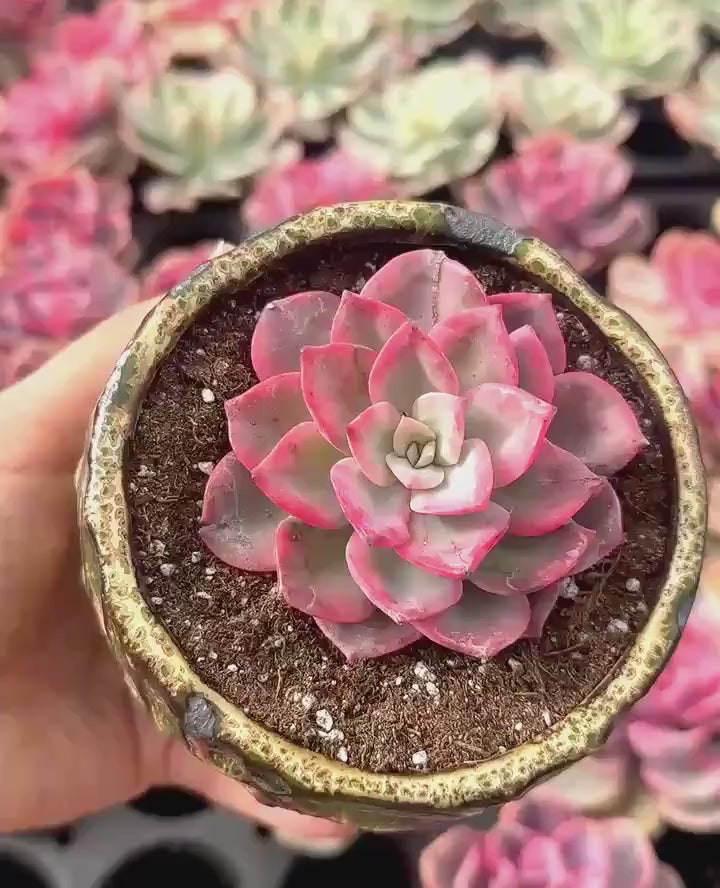 Rare Succulents