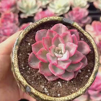 Rare Succulents - Graptoveria Variegated Harry Watson