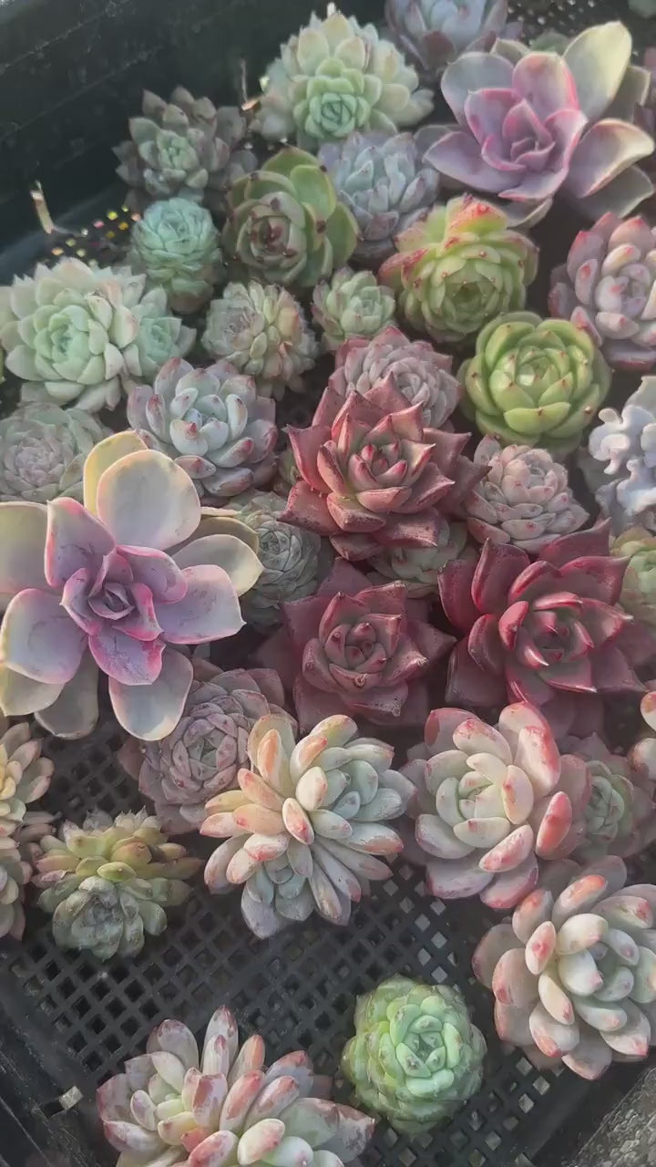 Rare Succulents