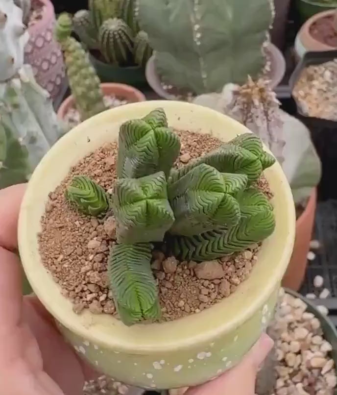 Crassula Quadrangularis (2”-2.5”), Rare Succulent Plants, Crassula Exo– 1am  Succulents