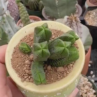 Crassula Quadrangularis (2”-2.5”), Rare Succulent Plants, Crassula Exotic, Cluster
