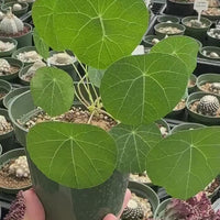 Rare Succulents - Stephania Erecta (Budding Bulb 1")