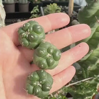 Rare Cactus - Coryphantha Elephantidens cv. Inermis offset (1”)