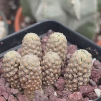Rare Cactus - Mammillaria Theresae