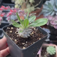 Rare Succulents - Brevicaule X Densiflorum (1”)