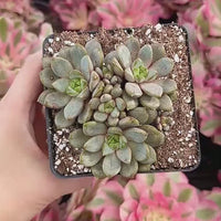 Rare Succulents - Graptoveria Ametum Cluster