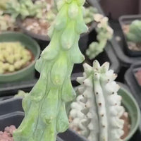 Rare Boobie Cactus, Variegated Myrtillocactus Geometrizans Fukurokuryuzinboku (3)