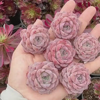 Rare Succulents - Echeveria Amazing Grace